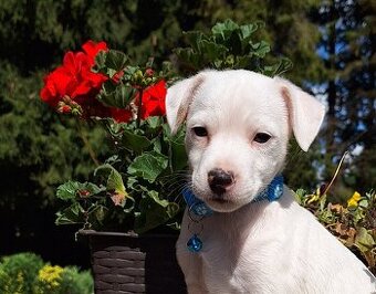 Parson Russell Terrier ZKwP FCI