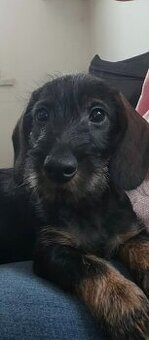 Jezevčík drsnosrstý trpasličí