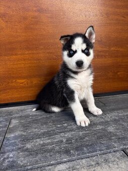 Szczeniaki husky