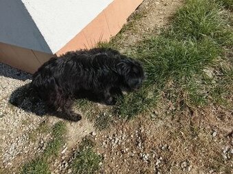 Piesek czarny młody