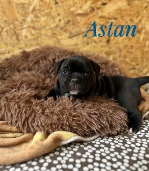 Buldog Staroangielsky - Old English Bulldog