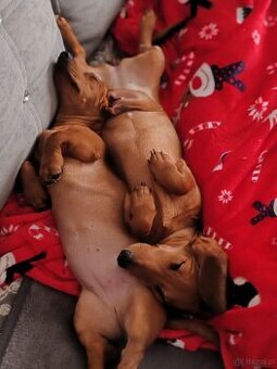 Jamnik krótkowłosy suczka ruda