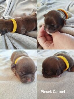 Pies rasy Shih Tzu z rodowodem