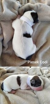 Pies rasy Shih Tzu z rodowodem