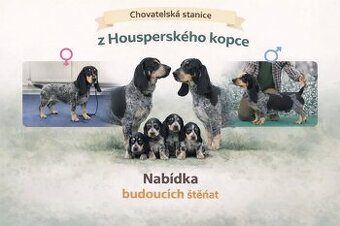 Niebieski basset gaskoński