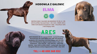 Labrador Retriever z rodowodem ZKwP, FCI Badania Genetyczne