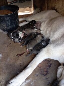 Bandog,kangal,Dog argentyński
