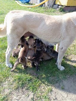 Bandog,kangal,Dog argentyński