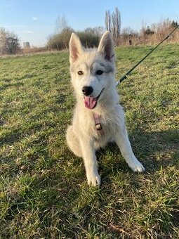 Sprzedaż rasowych szczeniąt husky