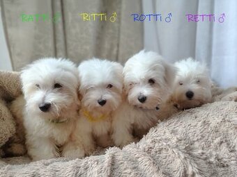 SAMIEC biały Coton De Tulear szczenię ZHPR UCI Kraków