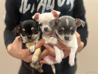 Szczeniaki rasy chihuahua 7tyg