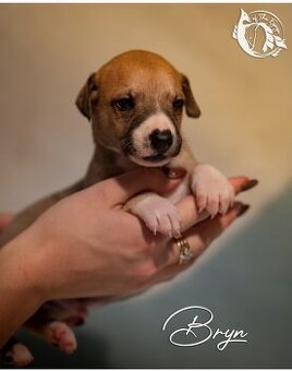 Whippet