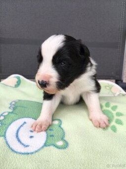 Szczenięta Border Collie ZKwP FCI