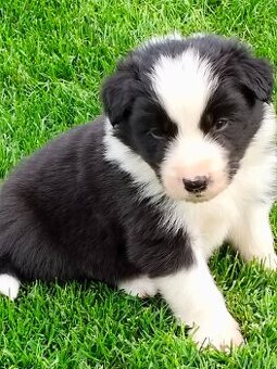 Szczenięta Border Collie ZKwP FCI