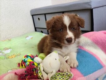 Szczenięta Border Collie ZKwP FCI