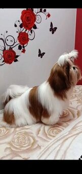 Suczka Shih Tzu