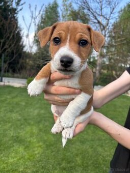 Szczeniaki jack russell terrier suczki i piesek