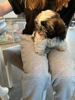 Shih Tzu