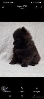 Chlopak pomeranian