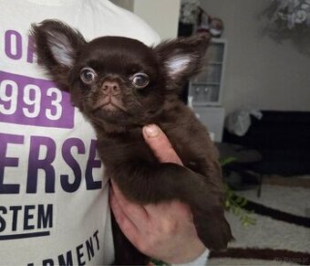 Chihuahua długowłosy