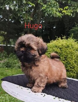 ShihTzu piesek Hugo