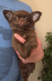 Chihuahua sunia czekoladowa