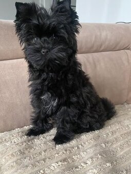 Yorkshire Terrier Black rodowód badania DNA