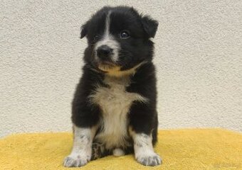 BORDER COLLIE z Hodowli - Rasowy pies z pełną dok. przebadan