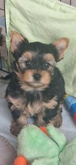 Yorkshire Terrier szczenięta