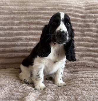 Cocker Spaniel Angielski