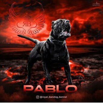 Bandog