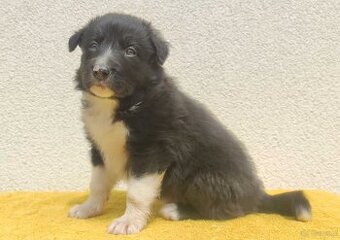 Rasowy pies z pełną dok. przebadani rodzice BORDER COLLIE z