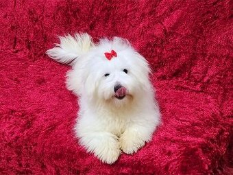 Piesek rasowy mały Coton De Tulear szczenię ZHPR UCI Kraków