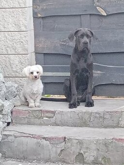 Sprzedam cane corso