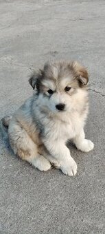 Młode szczeniaki husky
