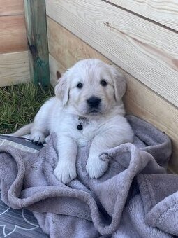 Szczeniaki Golden Retriever