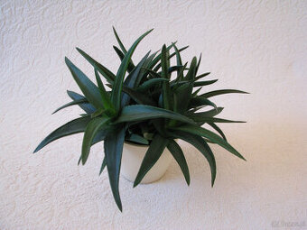 Aloes – piękna, zdrowa roślinka o właściwościach leczniczych