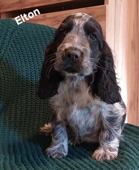 Cocker spaniel angielski