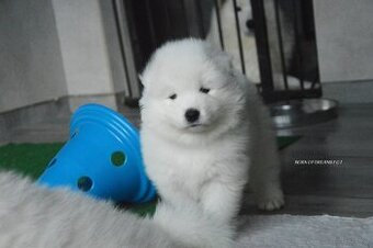 SAMOYED SZCZENIĘTA ZKwP/FCI