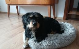 Młody piesek w typie terriera szuka domu