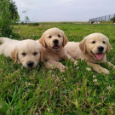rodowodowe szczenięta rasy Golden Retriever
