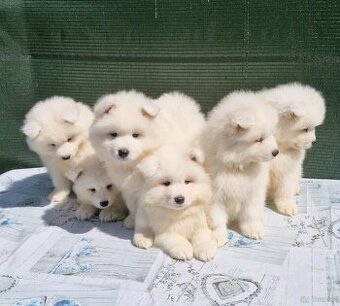 Szczenięta Samojed