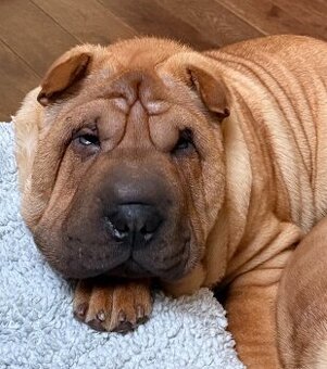 Szczenięta rasy shar pei z Hodowli Red Folds