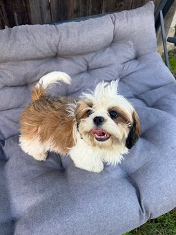 Szczeniaki Shih tzu