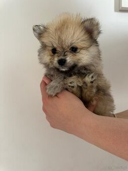 Sprzedam szpic miniaturowy