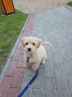 Szczebiak maltipoo