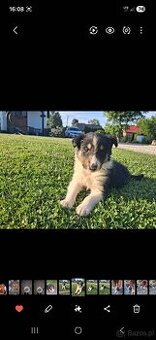 Owczarek Szkocki Collie