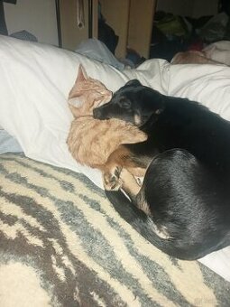 Szukamy dobrych domkow