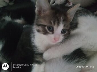 Oddam kotki do adopcji