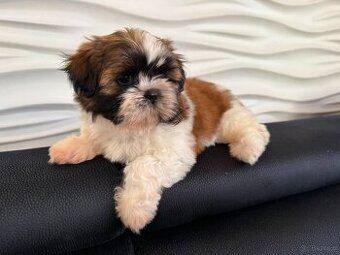 Chanel szuka nowego domu ❤️